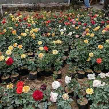 tanaman hias bunga mawar/macam macam bunga mawar