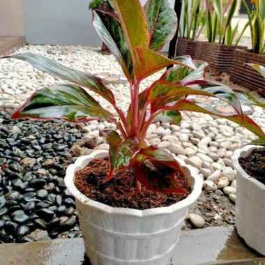 Aglonema Lipstik Dan Pot Kayu 20Putih.