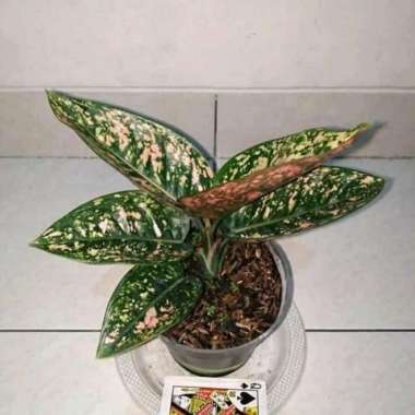 Tanaman hias aglonema ruby compacta - ruby kompakta