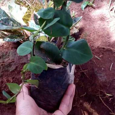 Tanaman Hias Rambat Dolar / Dollar daun besar