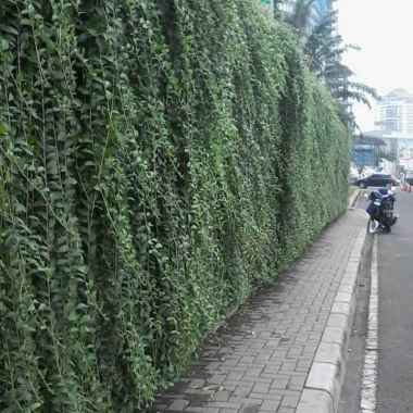 Tanaman Hias Lee Kwan yew atau Li kuan yu panjang 1 meter
