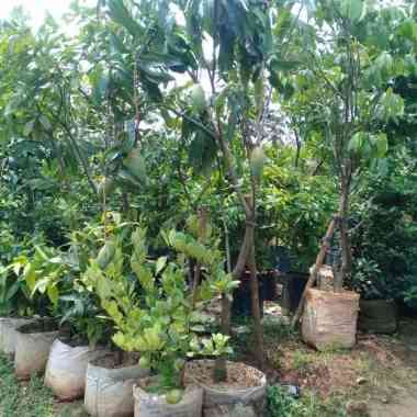 Tanaman Buah Mangga Kuijai Sudah Berbuah.