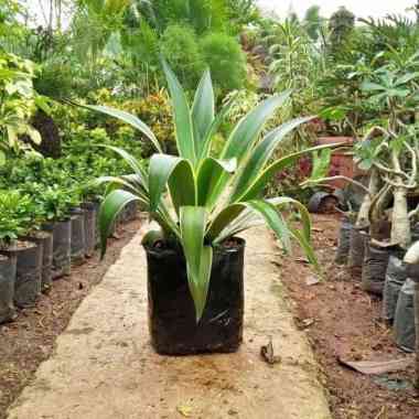 _ Pusat tanaman hias agave hijau - siklok - sansivera -
