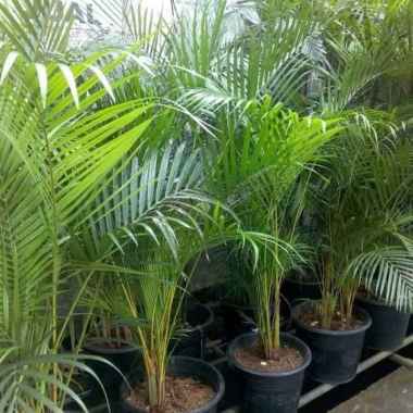 Pohon palem kuning + POT | tanaman palem | palem kuning