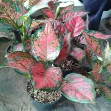 Tanaman Hias Aglaonema Dut Anjamani / Aglonema Anjamani