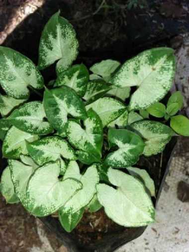 tanaman keladi caladium mini varigata