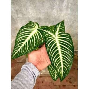 Tanaman Hias Keladi Xanthosoma-Caladium Lindenii