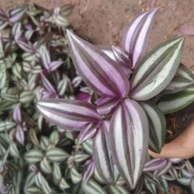 tanaman hias gantung zebrina - pohon rambat bunga zebrina