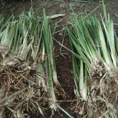 jual Paket 1000 Bibit Rumput Vetiver Akar Wangi /