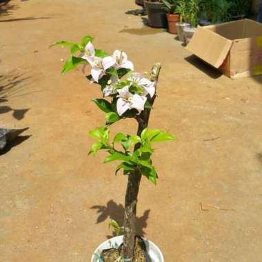 tanaman hias bibit bugenvil - pohon bugenvil