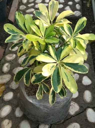 tanaman hias walisongo varigata - pohon walisongo varigata