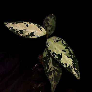 Jual tanaman hias aglonema pictum Aceh becolor _