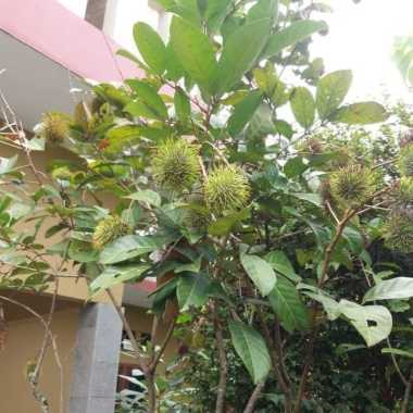 Pohon Buah Rambutan Binjai Sudah Berbuah Dan Batang Lebih Besar