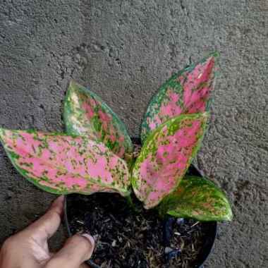 PAKET HEMAT AGLONEMA - Paket 3 pohon Aglonema VENUS - Tanaman