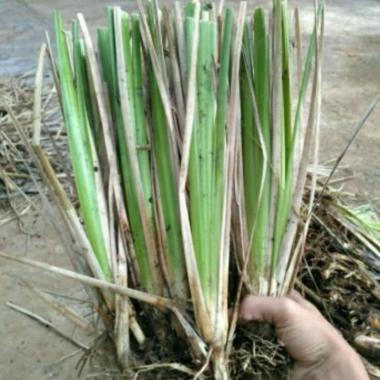 Rumput Vetiver Penahan Erosi Tanah