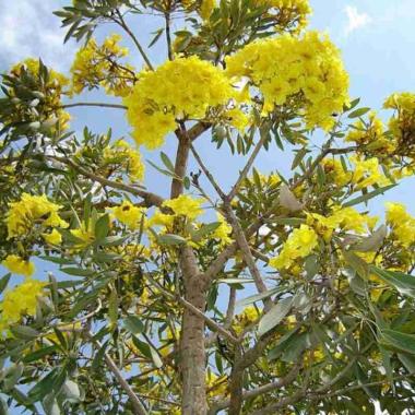 Tanama Hias Bunga Tabebuya -Pohon Tabebuya tinggi 1 meter