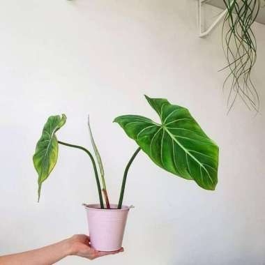 Tanaman Hias indoor Philodendron Gloriosum Philo Glory