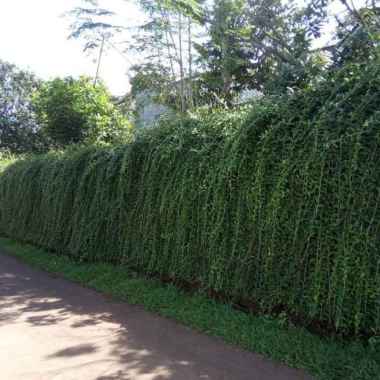 tanaman menjuntai lee kwan yew panjang 1 meter - lee kwan yew 1 meter