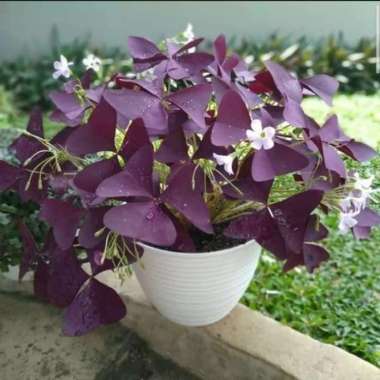 tanaman hias oxalis - tanaman indoor kupu kupu