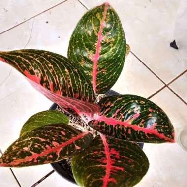 bibit aglonema adelia/jual aglonema murah