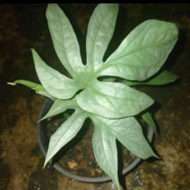 Tanaman Hias Amidrium Silver sp