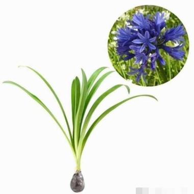tanaman hias bakung amarilis bunga blue