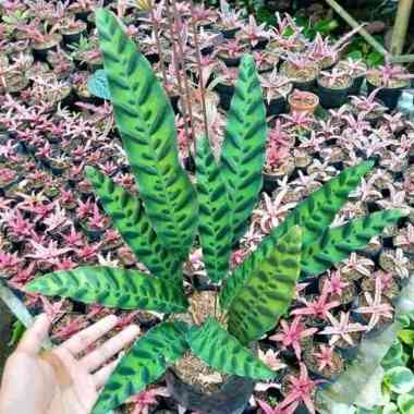 tanaman hias calathea bulu ayam - meranta bulu ayam