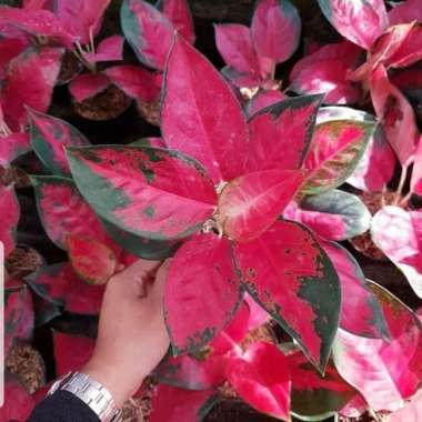 Paket 2 Tanaman Hias Aglonema Red Suksom Jaipong