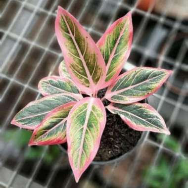 Aglonema Lotus Anakan 6 sd 9 Daun