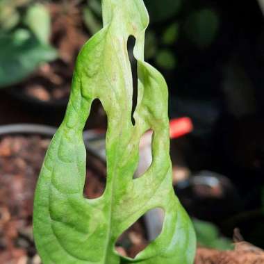 monstera janbol variegata bibit bahan variegata