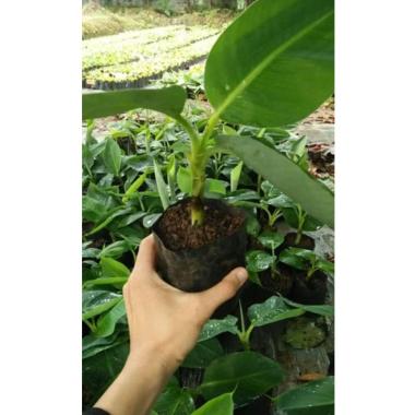 bibit pisang Cavendish Kota Bogor