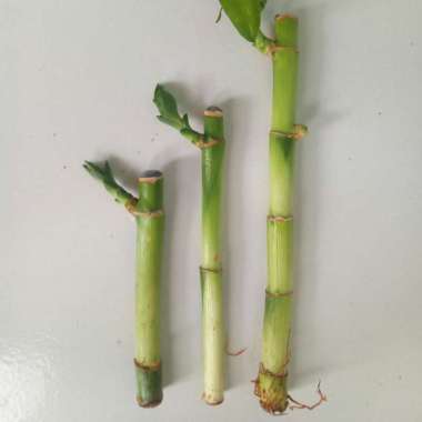 Bambu Hoki / Bambu Air Tanaman Hias Indoor Outdoor 10 Batang 30 cm