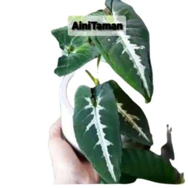 Tanaman Hias Keladi Wedlandi - Tanaman Keladi Wendladi