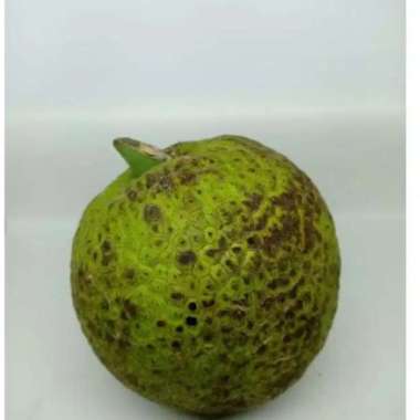 sukun perbuah