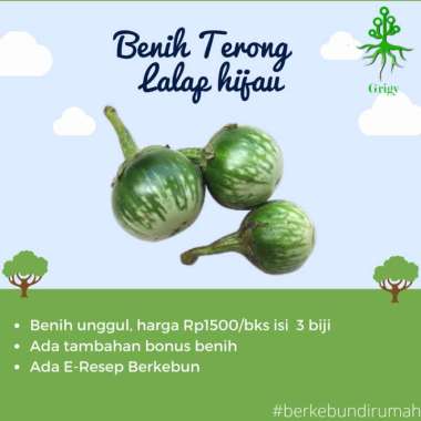 BENIH TERONG LALAP, BIBIT TERONG LALAP, BIJI TERONG LALAP, BENIH, BIJI