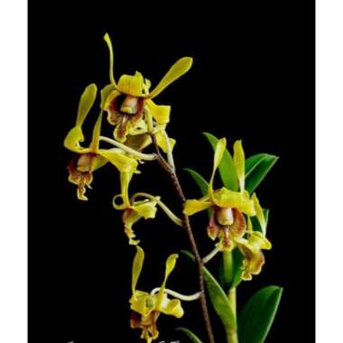 Anggrek dendrobium goh pi khuan pra dewasa bunga melintir