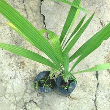 Bibit Bawang Dayak Herbal || Bibit Tanaman Bawang Dayak Unggul Asli