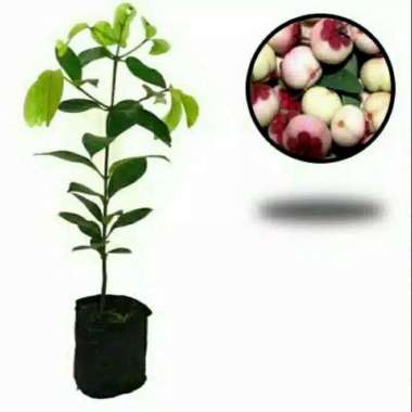 Bibit Buah Manggis Super Unggul Bibit Tanaman Buah Manggis