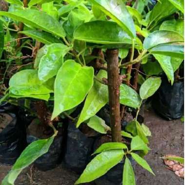 Bibit Tanaman Cincau Hijau Pohon Cincau Siap Tanam