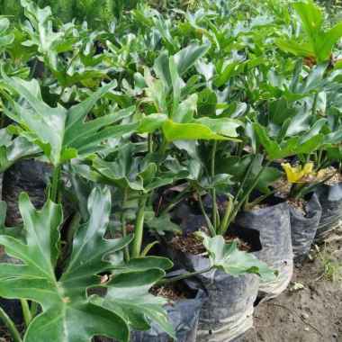 Bibit Tanaman Hias Philo Jari Philodendron