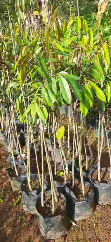 Bibit Durian Musangking Kaki 3 aneka bibit purworejo