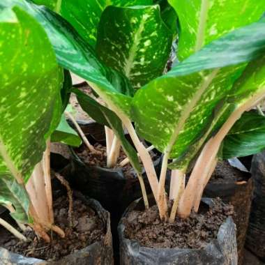 Aglonema susu Tanaman hias aglonema murah aneka bibit purworejo