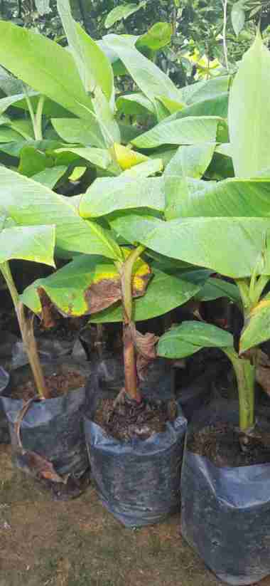 Bibit Buah Pisang Kawisto atau Pisang Susu Aneka bibit