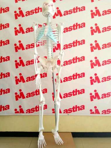 Anatomi Manusia Alat Peraga Model Kerangka Mini Manusia/Manekin