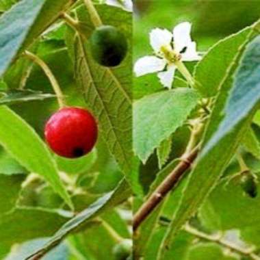 Buah ceri buah karsen buah talok segar