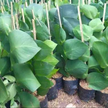 Tanaman Rambat Dolar Besar