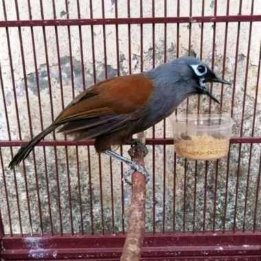 Jual Harga Burung Poksay Original Murah - Harga Diskon Januari 2023 | Blibli.com