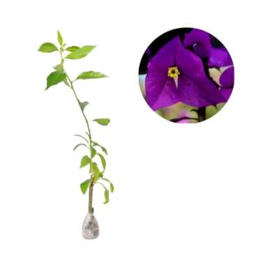 Bibit Tanaman Bougenville Ungu