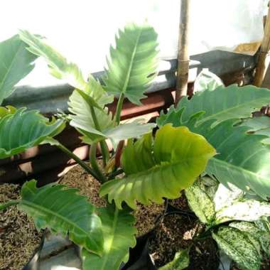 Paket 2 Tanaman Hias Pilodendron Gergaji