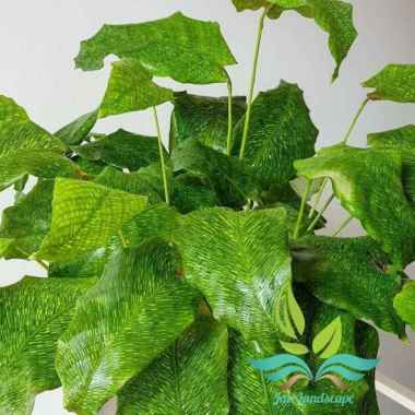 Tanaman Hias Calathea Musaica - Tanaman Hias Calathea --